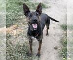 Small German Shepherd Dog Mix
