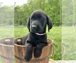 Small #1 Labrador Retriever
