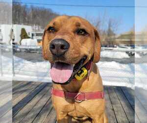 Stetson - Male Mutt Dog for Adoption - Photo #6