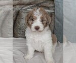 Small Photo #5 Labradoodle Puppy For Sale in COLORADO SPRINGS, CO, USA