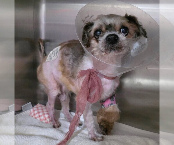 Medium Photo #5 Shih Tzu-Unknown Mix Puppy For Sale in Newport Beach, CA, USA