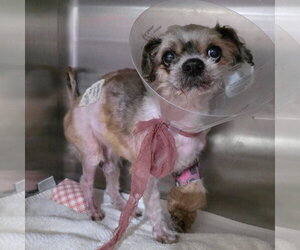 Bug - Male Shih Tzu-Unknown Mix Dog for Adoption - Photo #5
