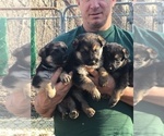Small Photo #3 German Shepherd Dog Puppy For Sale in GRANT TOWNSHIP, MN, USA