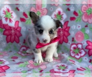 Pembroke Welsh Corgi Puppy for sale in LANCASTER, PA, USA