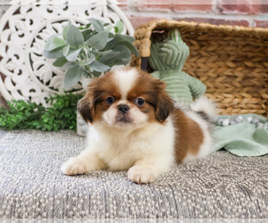 Shih Tzu Puppy for sale in SYRACUSE, IN, USA