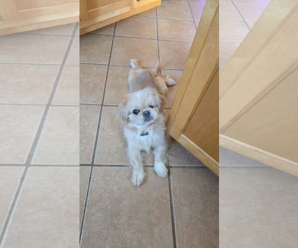 Medium Photo #3 Pekingese Puppy For Sale in Belleuve, NE, USA