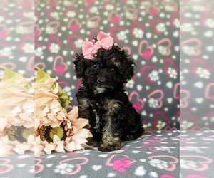 Poodle (Miniature) Dog for Adoption in STRASBURG, Pennsylvania USA