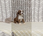 Small Photo #34 Cavapoo (Miniature) Puppy For Sale in GOSHEN, IN, USA