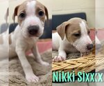 Small Photo #1 Boxer-Unknown Mix Puppy For Sale in Saginaw, MI, USA