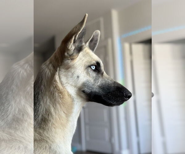 Medium Photo #4 German Shepherd Dog-Huskies  Mix Puppy For Sale in Euless, TX, USA