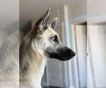 Small #3 German Shepherd Dog-Huskies  Mix