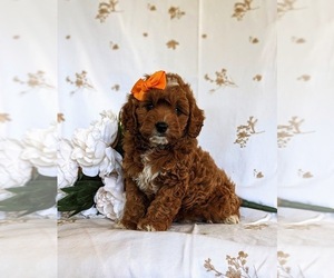 Cavapoo Puppy for sale in NEW PROVIDENCE, PA, USA