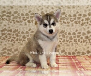 Pomsky Puppy for sale in DENVER, PA, USA