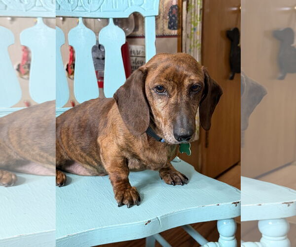 Medium Photo #2 Dachshund Puppy For Sale in Sioux Falls, SD, USA