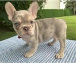 Puppy Isabella French Bulldog