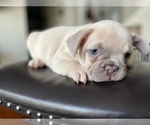 Puppy 5 French Bulldog