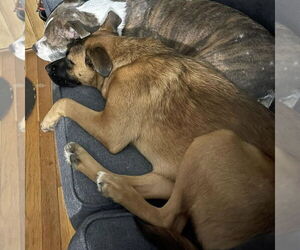 Raven - Female Mutt Dog for Adoption - Photo #10