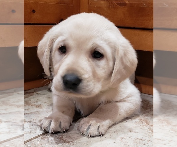 Medium Photo #98 Labrador Retriever Puppy For Sale in OLYMPIA, WA, USA