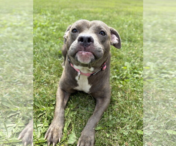 Medium Photo #2 Mutt Puppy For Sale in Jefferson, WI, USA