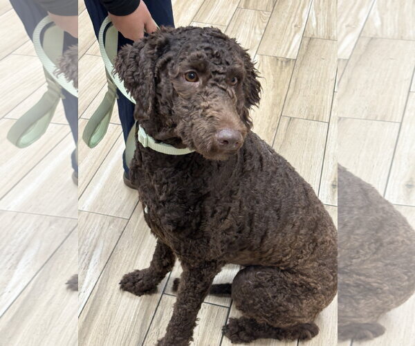 Medium Photo #5 Poodle (Standard) Puppy For Sale in Valrico, FL, USA