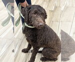 Small #4 Poodle (Standard)