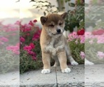 Small #2 Shiba Inu