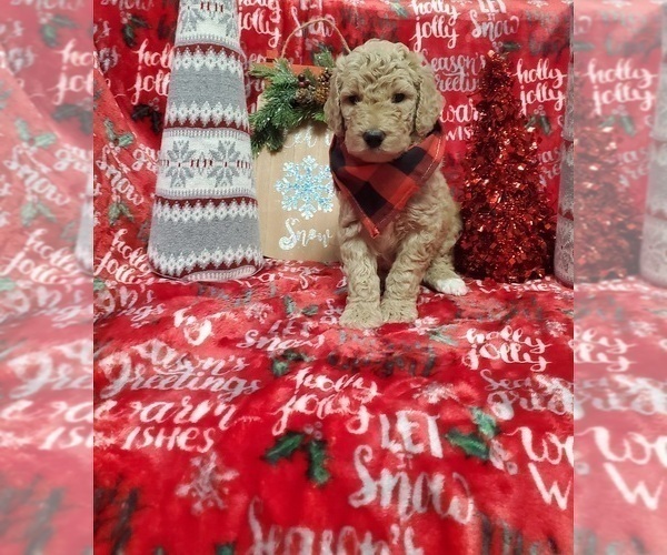 Medium Photo #2 Poodle (Standard) Puppy For Sale in LUTZ, FL, USA