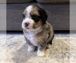 Puppy Morticia Australian Mountain Dog