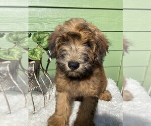 Mini Whoodle (Wheaten Terrier/Miniature Poodle) Puppy for sale in DOSS, MO, USA