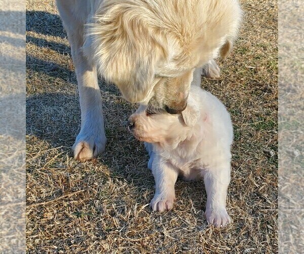 Medium Photo #5 Great Pyrenees Puppy For Sale in AGRA, OK, USA