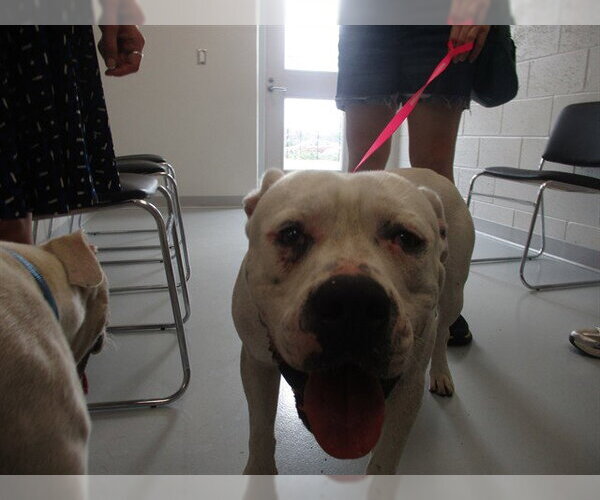 Medium Photo #1 Bullboxer Pit Puppy For Sale in Ocala, FL, USA