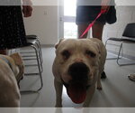 Small Bullboxer Pit