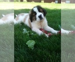 Small Photo #3 Saint Bernard Puppy For Sale in SUGARCREEK, OH, USA