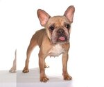 Small Photo #2 French Bulldog Puppy For Sale in Oakland Park, FL, USA