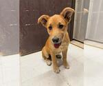 Small #2 German Shepherd Dog