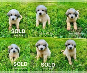Great Pyrenees Puppy for sale in AMHERST, VA, USA