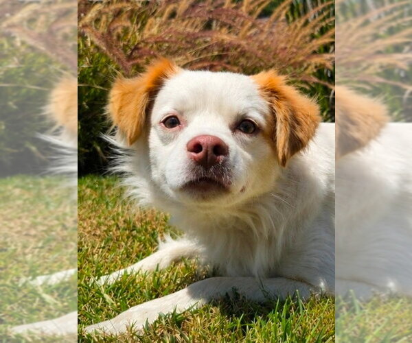 Medium Photo #3 Mutt Puppy For Sale in Lake Forest, CA, USA