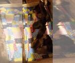 Small Photo #7 Bullmastiff-Cane Corso Mix Puppy For Sale in CHICAGO, IL, USA