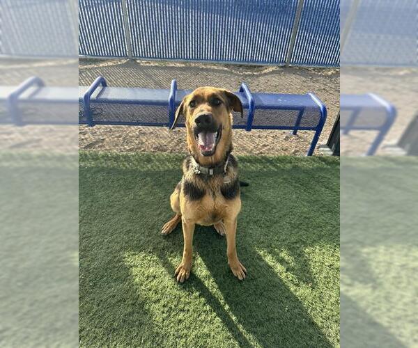 Medium Photo #1 German Shepherd Dog-Unknown Mix Puppy For Sale in HESPERIA, CA, USA