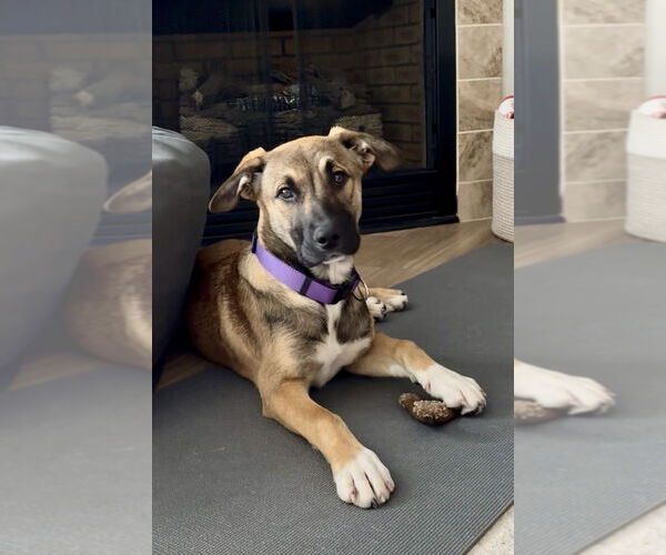 Medium Photo #2 Mutt Puppy For Sale in Mooresville, NC, USA