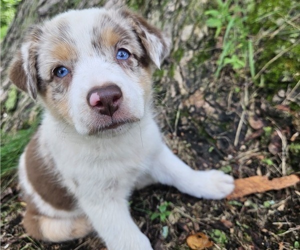 Medium Photo #28 Australian Shepherd Puppy For Sale in MABEL, MN, USA