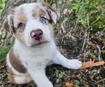 Puppy 4 Australian Shepherd