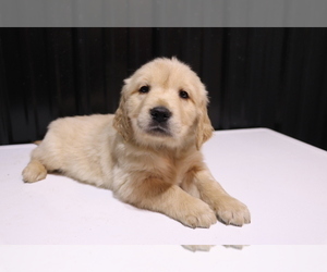 Golden Retriever Puppy for sale in SHILOH, OH, USA