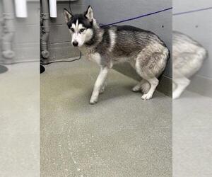 Siberian Husky-Unknown Mix Dogs for adoption in Las Vegas, NV, USA
