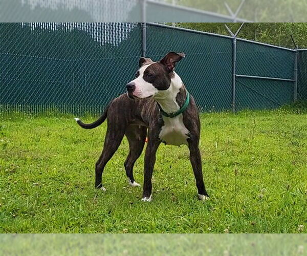 Medium Photo #1 American Pit Bull Terrier-Unknown Mix Puppy For Sale in Springfield, MA, USA