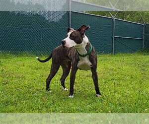 American Pit Bull Terrier-Unknown Mix Dogs for adoption in Springfield, MA, USA