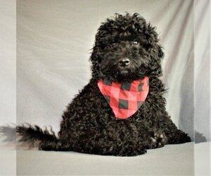Goldendoodle-Poodle (Miniature) Mix Puppy for sale in HOLDEN, MO, USA