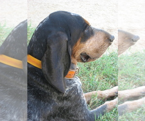 Bluetick Coonhound Dogs for adoption in SCOTTSDALE, AZ, USA