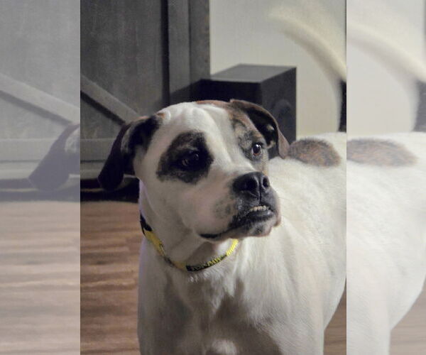 Medium Photo #5 Boston Terrier-Boxer Mix Puppy For Sale in Missouri City, TX, USA
