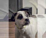 Small #4 Boston Terrier-Boxer Mix